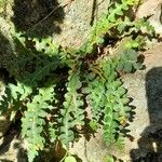 Asplenium ceterach Habit