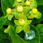 Hypericum × inodorum Fruit