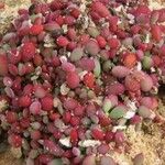 Sesuvium portulacastrum Tervik taim