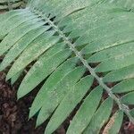 Encephalartos pterogonus पत्ता