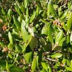 Xylococcus bicolor Yaprak