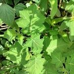 Solanum viarum Feuille