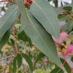 Eucalyptus leucoxylon Лист