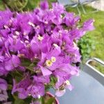 Bougainvillea glabraFlower