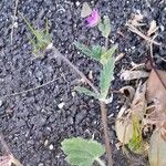 Erodium malacoides Plante entière