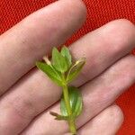 Lindernia dubia 花