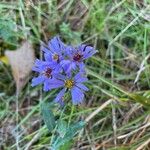 Symphyotrichum laeve फूल