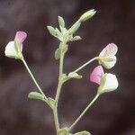 Ononis laxiflora Flower