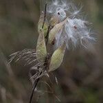 Asclepias latifolia ᱡᱚ