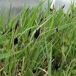 Carex nigra Λουλούδι