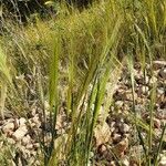 Stipella capensis Leaf