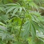 Cannabis sativa Frunză