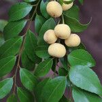 Drypetes gerrardii Fruit
