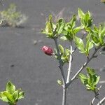 Synsepalum dulcificum Leaf