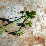 Ranunculus parviflorus Leaf