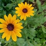 Rudbeckia fulgidaVirág