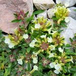 Teucrium montanum Flor