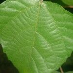 Alchornea cordifolia Folla