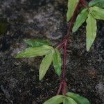 Axonopus compressus Leaf