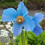 Meconopsis grandis Blomst