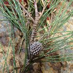 Casuarina collina Habitatea