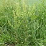 Lepidium campestre Leaf