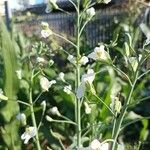Brassica oleracea Flor