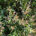 Hakea salicifolia Blatt