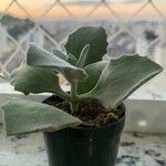 Kalanchoe millotii Leaf