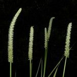 Schoenocaulon officinale Flor