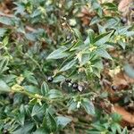 Sarcococca confusa Habitus