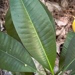 Cerbera manghas List