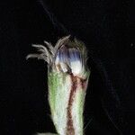 Saussurea chrysotricha Fruto