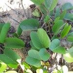 Ipomoea pes-caprae Leaf