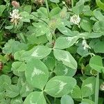 Trifolium pratense पत्ता