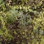 Hymenophyllum polyanthos 葉