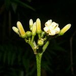 Conchocarpus guyanensis Flower