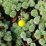 Cotula hispida Hoja
