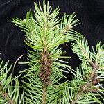 Abies pindrow Habit