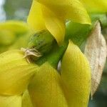 Bulbophyllum occultum Frucht