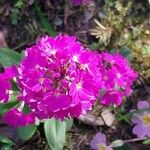 Primula denticulata Flower