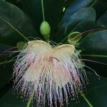 Barringtonia asiatica Квітка