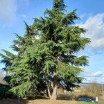 Cedrus deodara Hábito