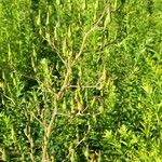 Lactuca canadensis Flor