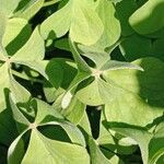 Oxalis articulata Hoja