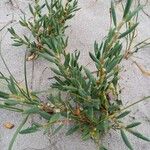 Polygonum maritimum Habitatea