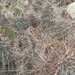 Opuntia polyacantha Blad