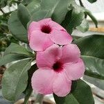 Adenium swazicum Virág