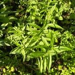 Physostegia virginianaFeuille