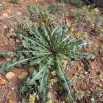 Sisymbrium crassifolium Leaf